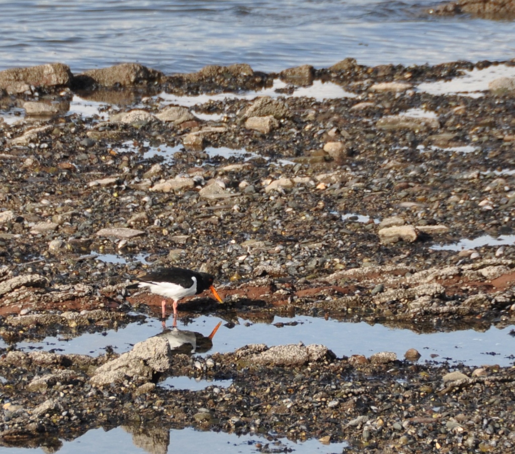 OYSTERCATCHER and reflection.