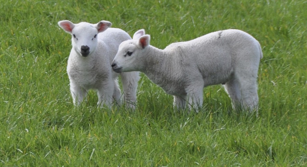 2 lambs - Version 2