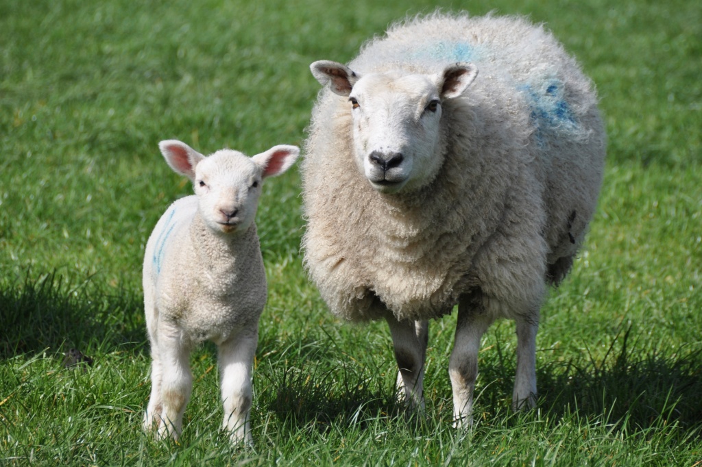 ewe and lamb - Version 2