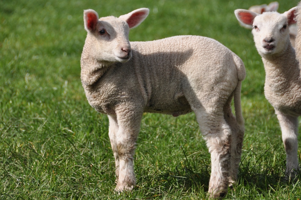 one lamb turning