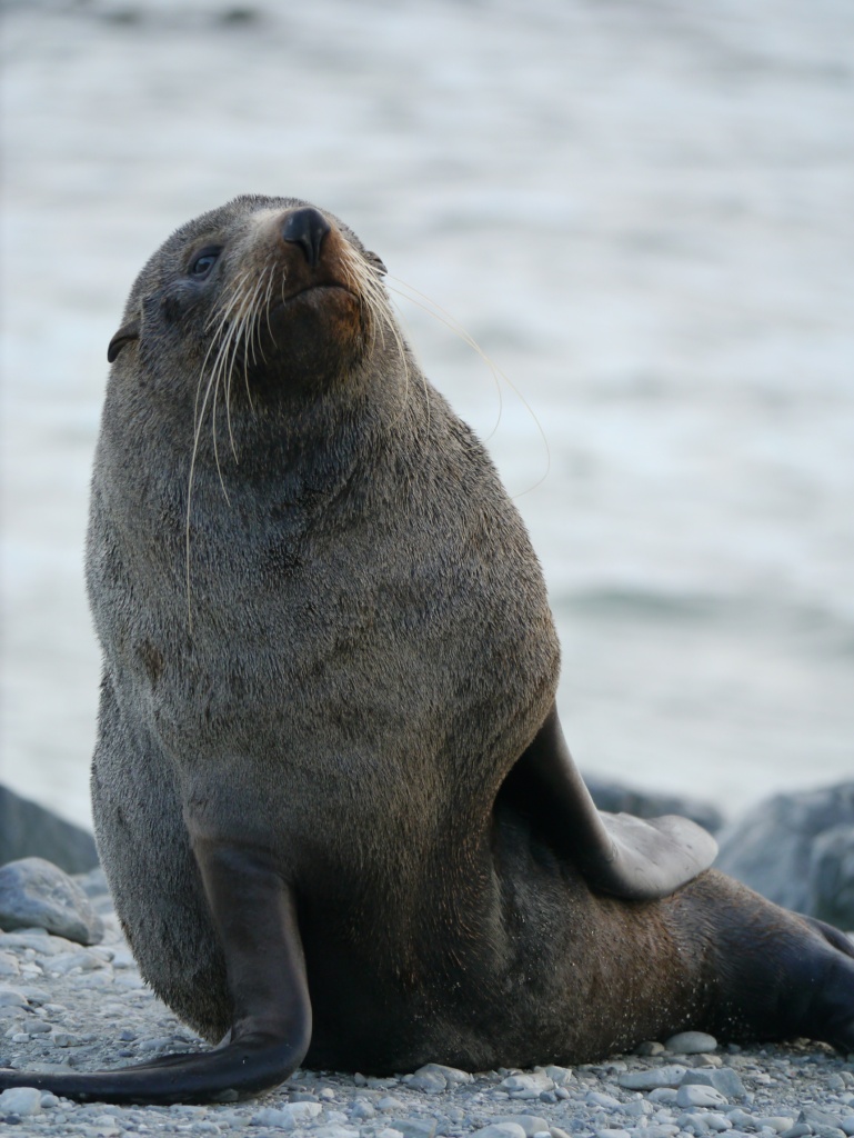 seal with whiskers